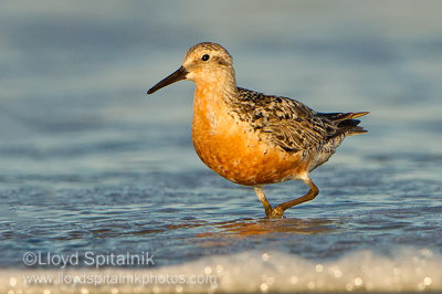 Red Knot