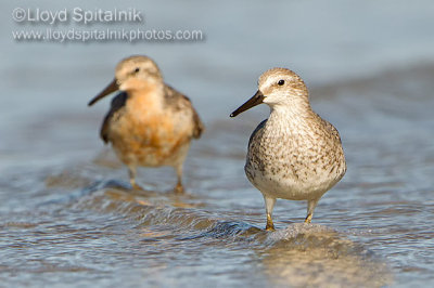 Red Knot