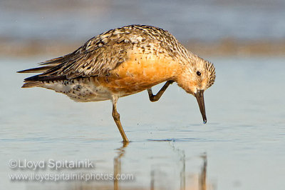 Red Knot