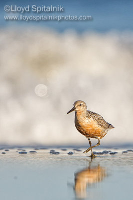 Red Knot