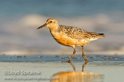 Red Knot