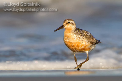 Red Knot