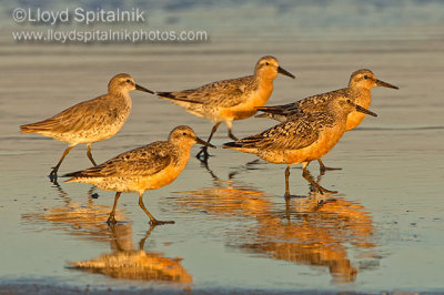 Red Knot