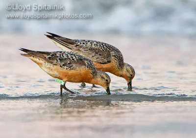 Red Knot