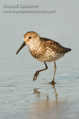 Western Sandpiper