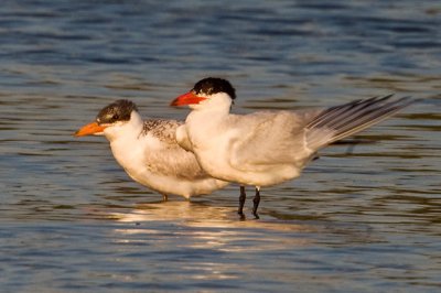 Caspian Tern