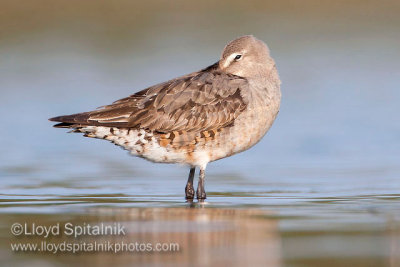 Hudsonian Godwit