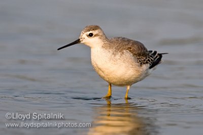 Wilson's Phalarope