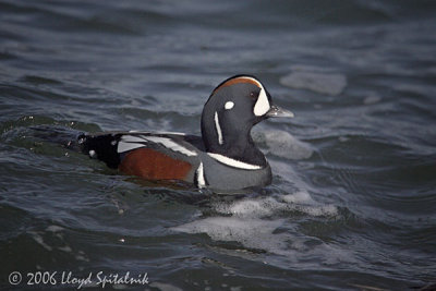 Harlequin Duck