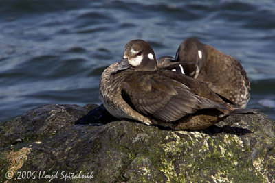 Harlequin Duck