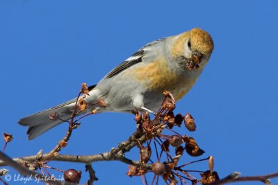 Pine Grosbeak