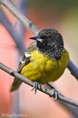 Scott's Oriole