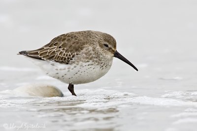Dunlin (1st winter)