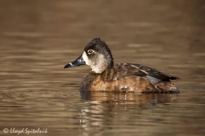 Ring-necked Duck (female)