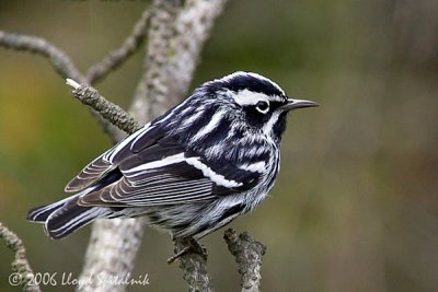 Black-and-white Warbler (male)