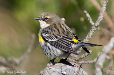 Yellow-rumped Warbler