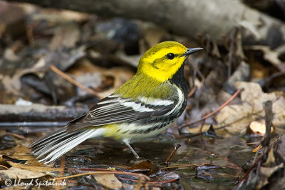 Black-throated Green Warbler (male)