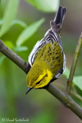 Black-throated Green Warbler (male)