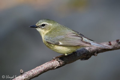 Black-throated Blue Warbler (female)