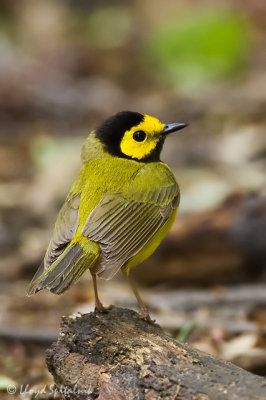 Hooded Warbler