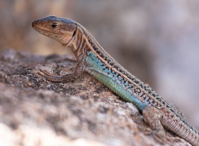 greece_026.jpg