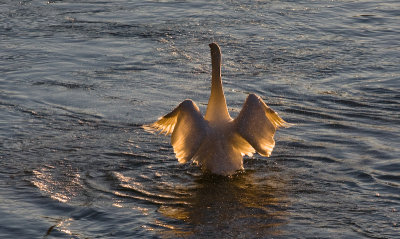 donau_schwaene-15.jpg
