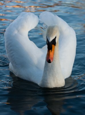 Swans at Danube