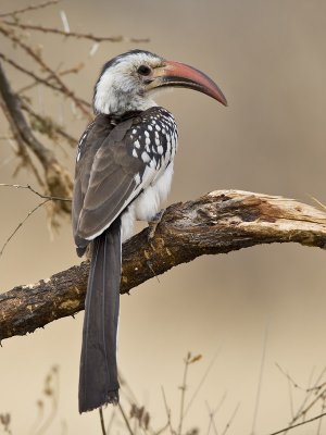 red-billed hornbill <br> roodsnaveltok <br> Tockus erythrorhynchus