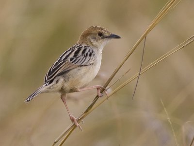 stout cisticola  grote graszanger  Cisticola robustus