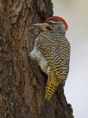 nubian woodpecker (male) <br> Campethera nubica