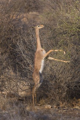 gerenuk  Litocranius walleri