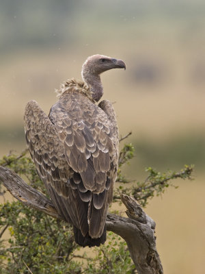 Rppel's vulture  Rppells gier  Gyps rueppellii