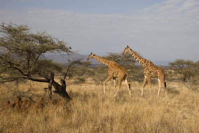 reticulated giraffe  netgiraffe  Giraffa camelopardalis reticulata