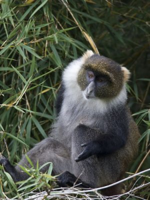 Sykes monkey <br> witkeelmeerkat <br> Cercopithecus mitis albogularis
