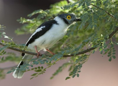 white-crested helmet-shrike <br> helmklauwier <br> Prionops plumatus