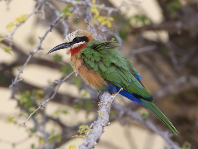 white-fronted bee-eater  witkapbijeneter  Merops bullockoides