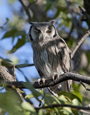 southern white-faced scops-owl  Ptilopsus granti