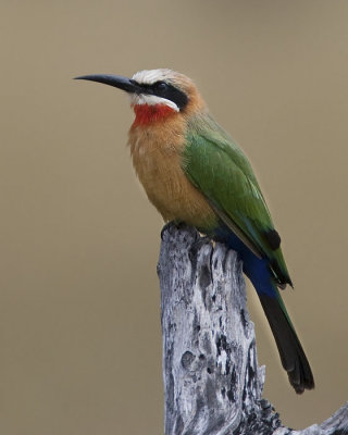 white-fronted bee-eater  witkapbijeneter  Merops bullockoides