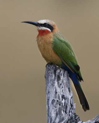 white-fronted bee-eater <br> witkapbijeneter <br> Merops bullockoides