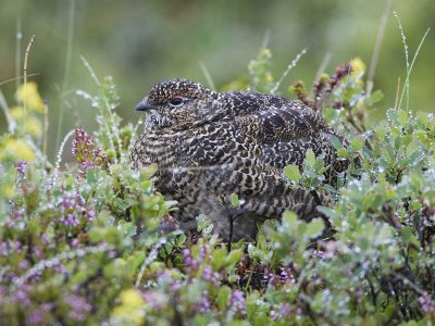 rock ptarmigan (summer plumage) <br> alpensneeuwhoen <br> Lagopus mutus