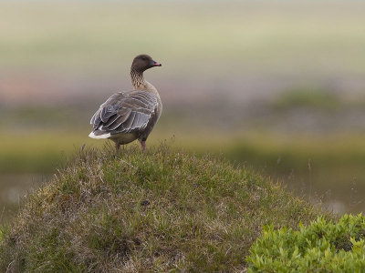 pink footed goose <br> kleine rietgans <br> Anser brachyrhynchus