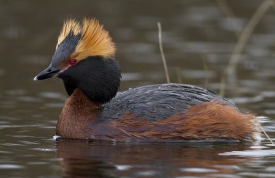slavonian (horned) grebe  kuifduiker  Podiceps auritus