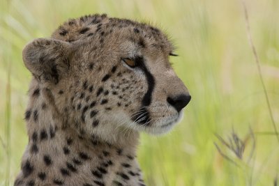 cheetah