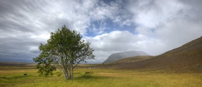the only tree in Iceland .....
