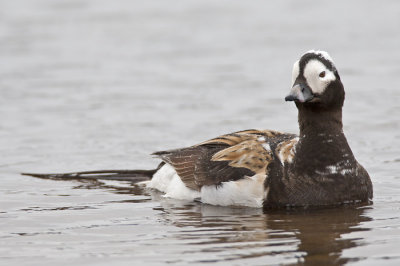 long-tailed duck  ijseend  Clangula hyemalis
