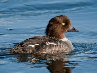 Barrows goldeneye (fem.) <br> IJslandse brilduiker <br> Bucephala islandica