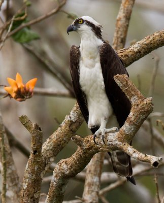 osprey <br> visarend <br> Pandion haliaetus