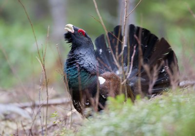 capercaillie  auerhaan  Tetrao urogallus
