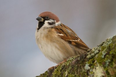 eurasian tree sparrow  ringmus (NL) pilfink (NO)  Passer montanus