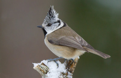 crested tit  kuifmees (NL) toppmeis (NO)  Lophophanes cristatus